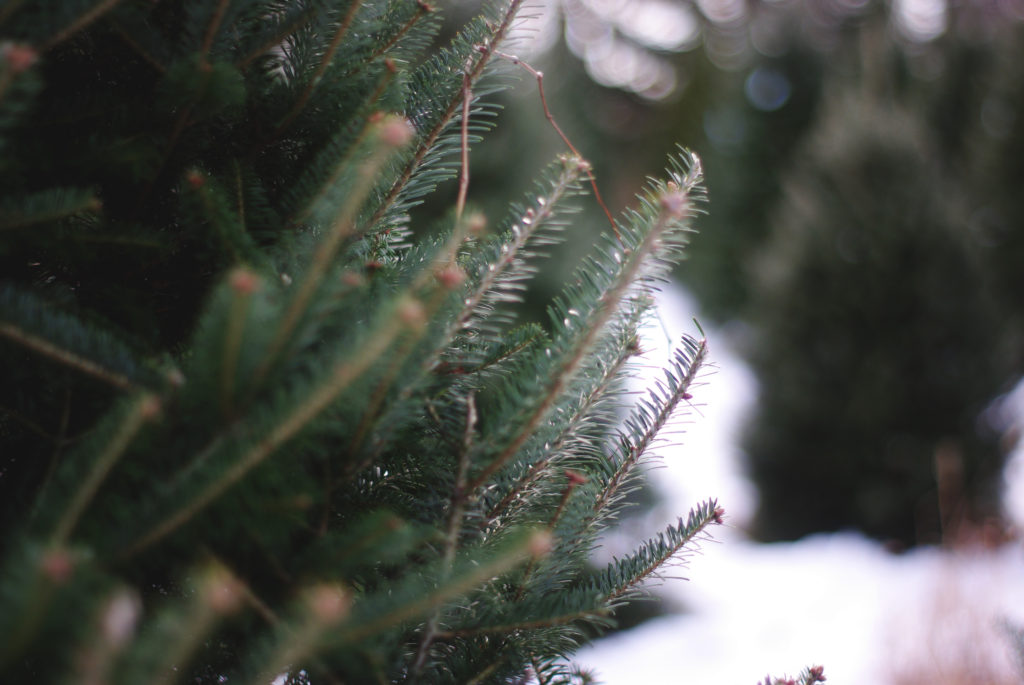 A Very Merry Christmas Tree Hunt