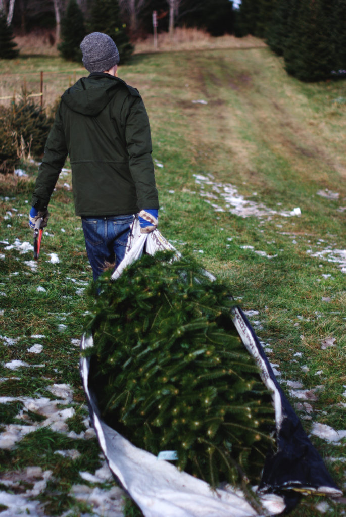 A Very Merry Christmas Tree Hunt